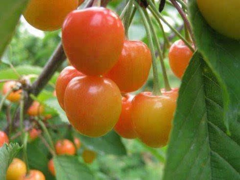 黄蜜樱桃苗嫁接黄灯樱桃树苗车厘子大樱桃南北方种植当年结果