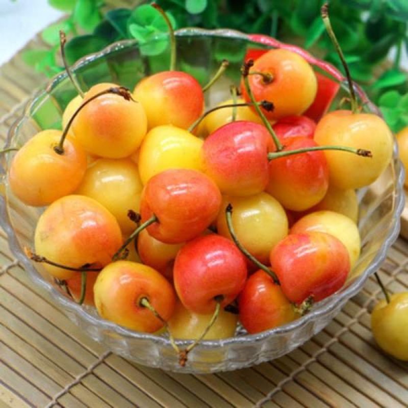 黄蜜樱桃苗嫁接黄灯樱桃树苗车厘子大樱桃南北方种植当年结果