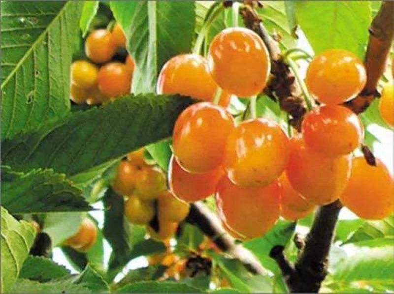 黄蜜樱桃苗嫁接黄灯樱桃树苗车厘子大樱桃南北方种植当年结果