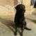 拉布拉多犬小犬黑色拉布拉多犬出售