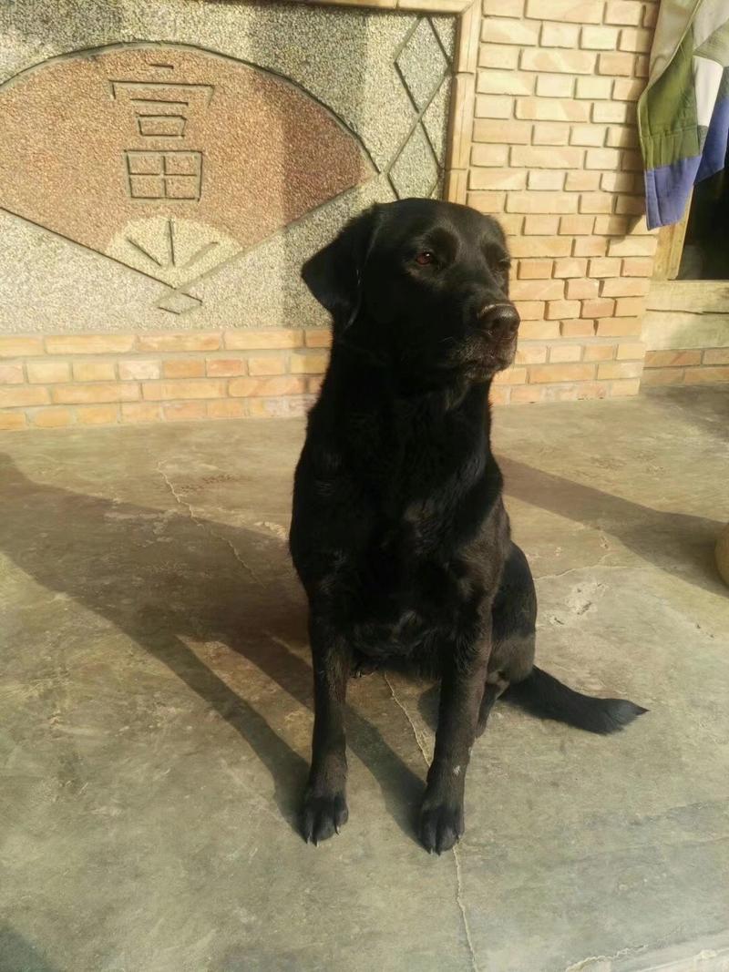拉布拉多犬小犬黑色拉布拉多犬出售