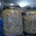 羊肚菌二级原种，小麦主料，高温灭菌，无菌操作，适温培养，