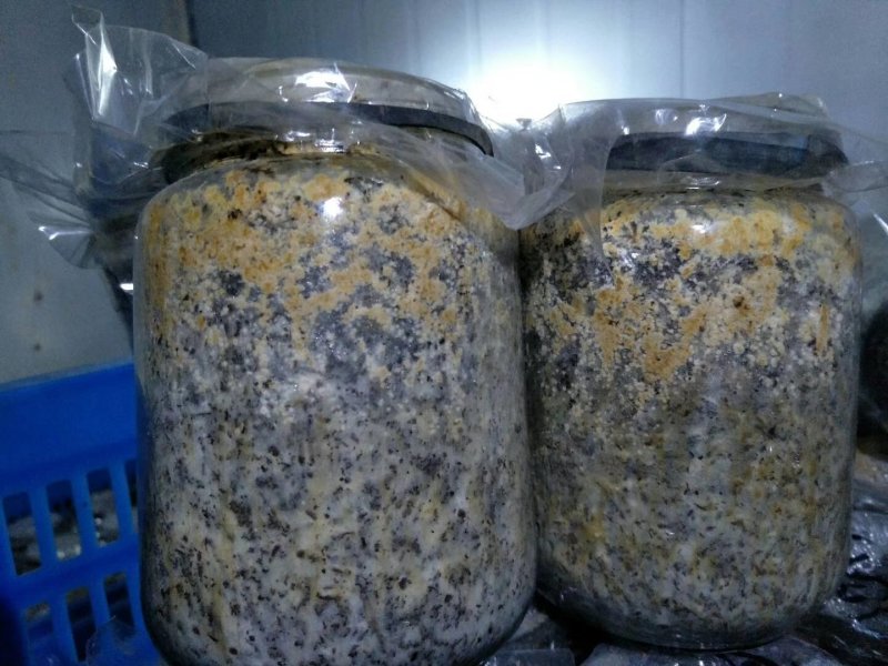 羊肚菌二级原种，小麦主料，高温灭菌，无菌操作，适温培养，