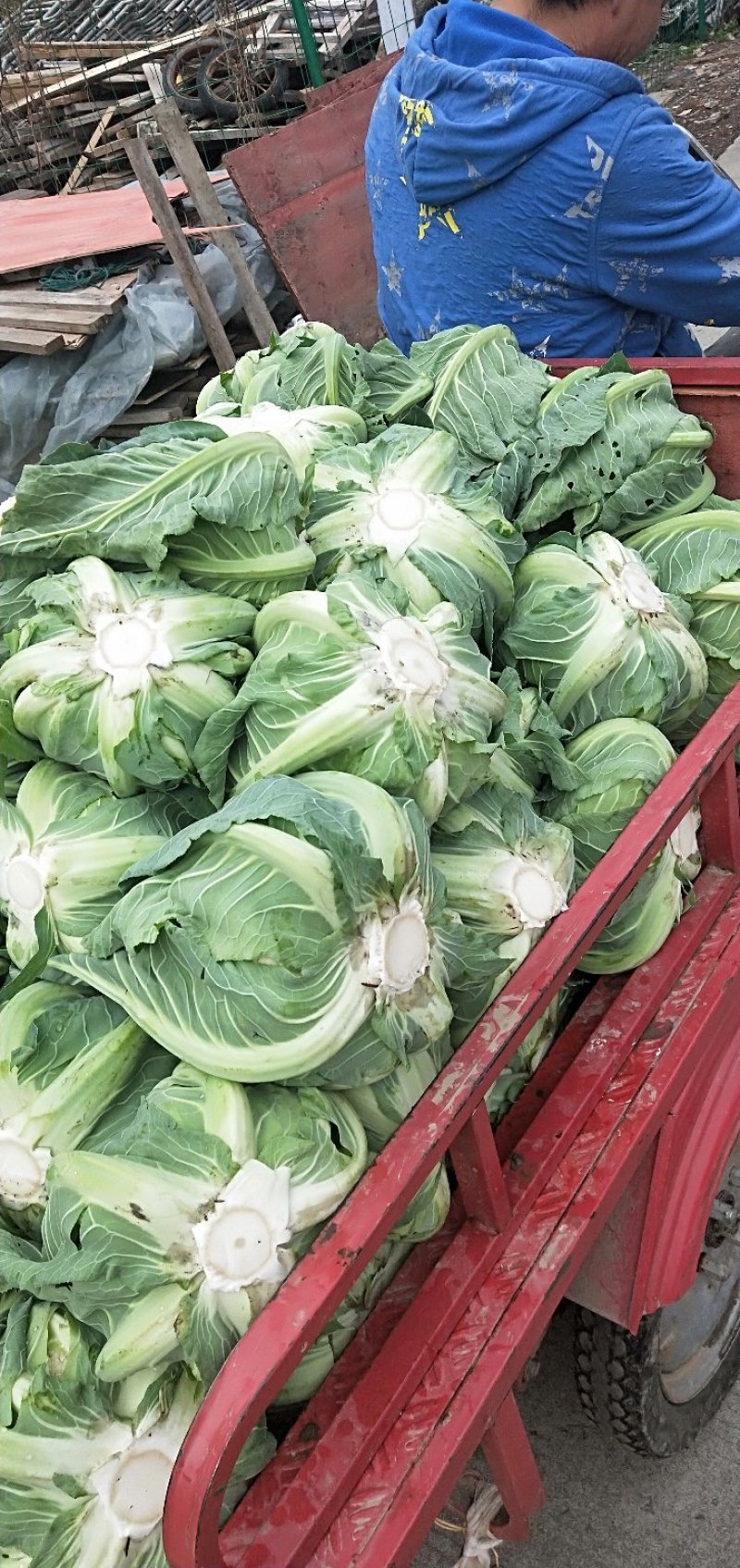 精品有机菜花，现摘现发，崇明岛有机花菜，崇明区花基地直供