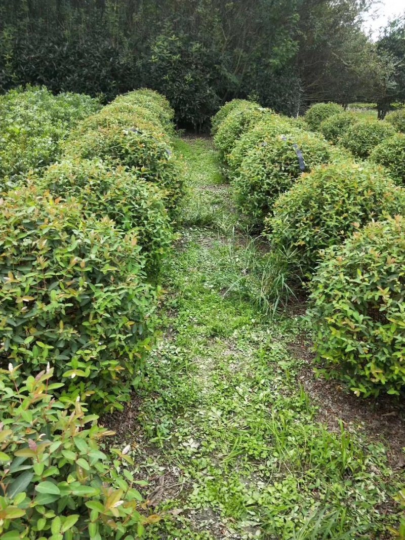 金丝桃，金线蝴蝶，四川金丝桃基地出售，成都金丝桃批发价格