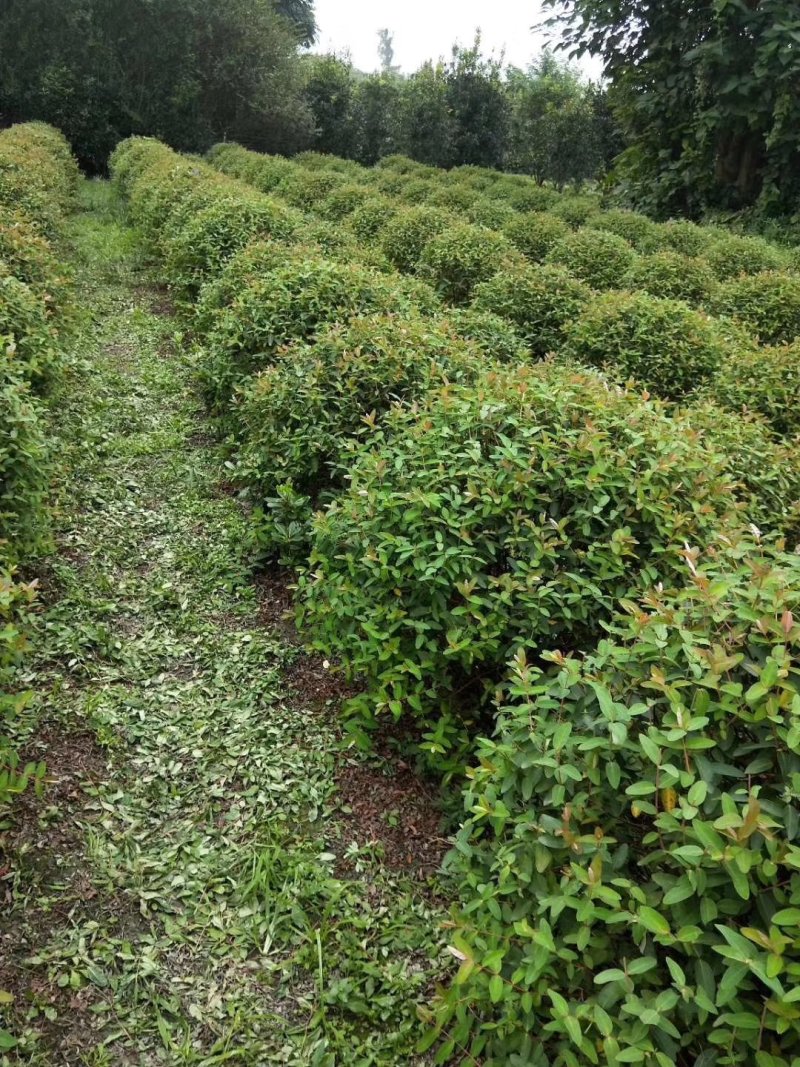 金丝桃，金线蝴蝶，四川金丝桃基地出售，成都金丝桃批发价格