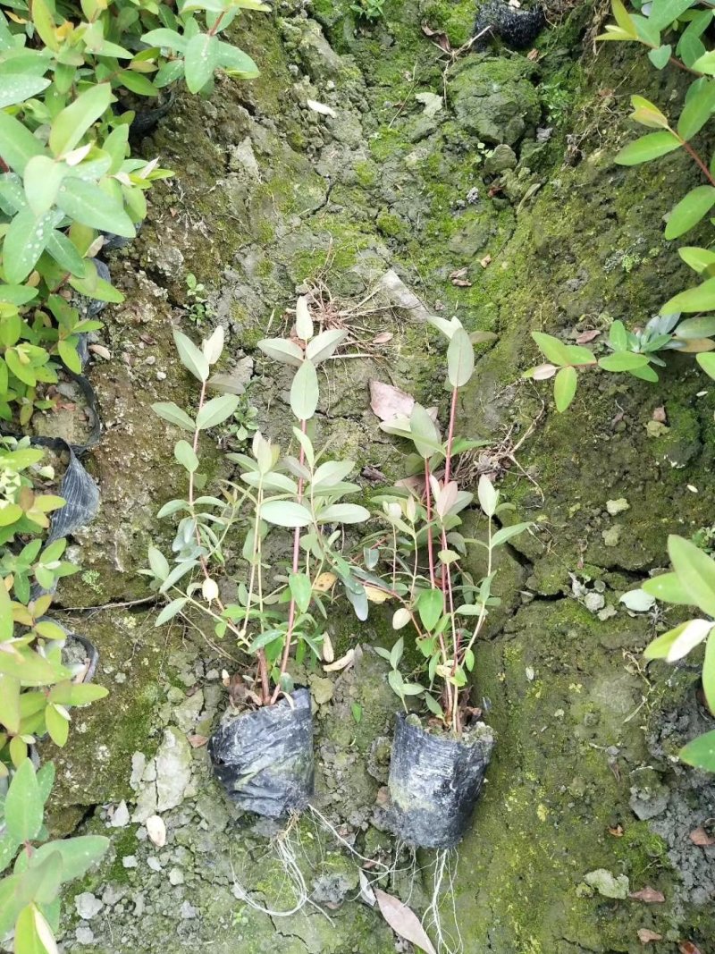 金丝桃，金线蝴蝶，四川金丝桃基地出售，成都金丝桃批发价格
