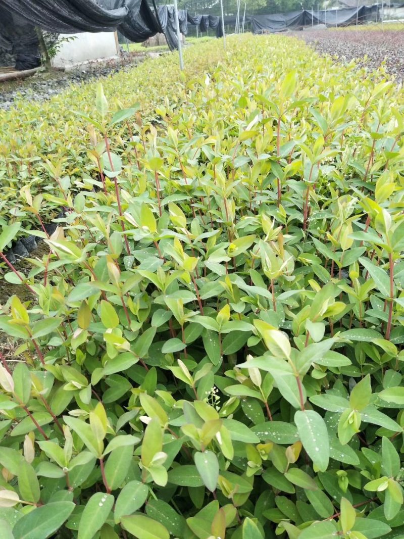 金丝桃，金线蝴蝶，四川金丝桃基地出售，成都金丝桃批发价格