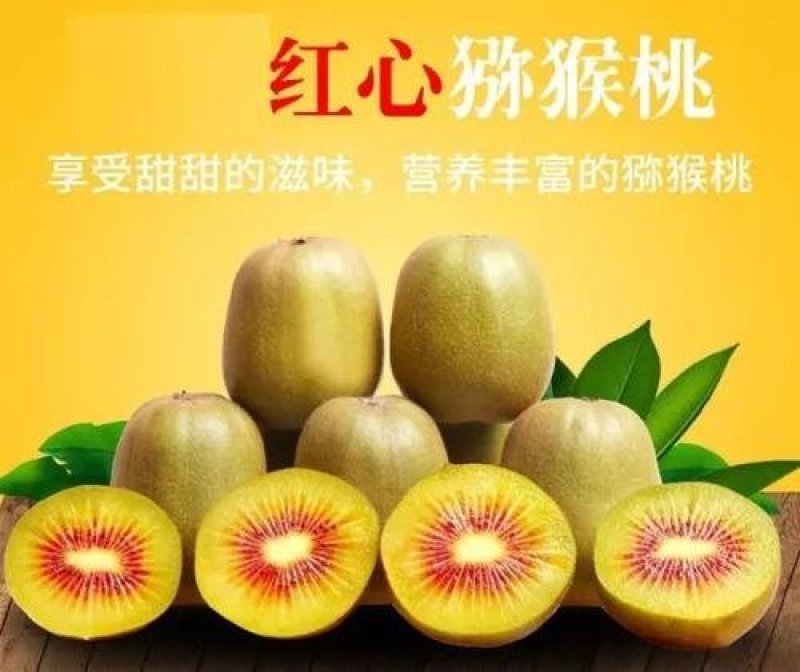 红心猕猴桃苗南方北方种植软枣猕猴桃苗嫁接苗黄心猕猴桃树果