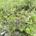 夏鹃，杜鹃花，四川夏鹃基地出售，成都夏鹃批发价格