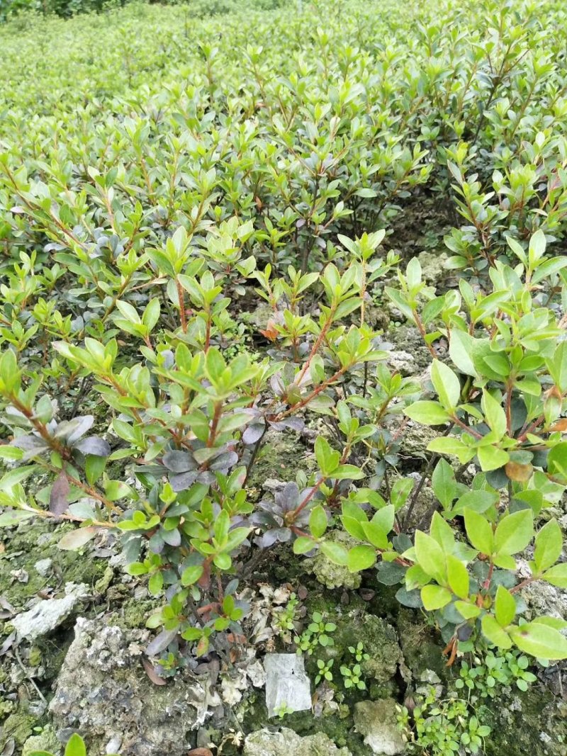 夏鹃，杜鹃花，四川夏鹃基地出售，成都夏鹃批发价格