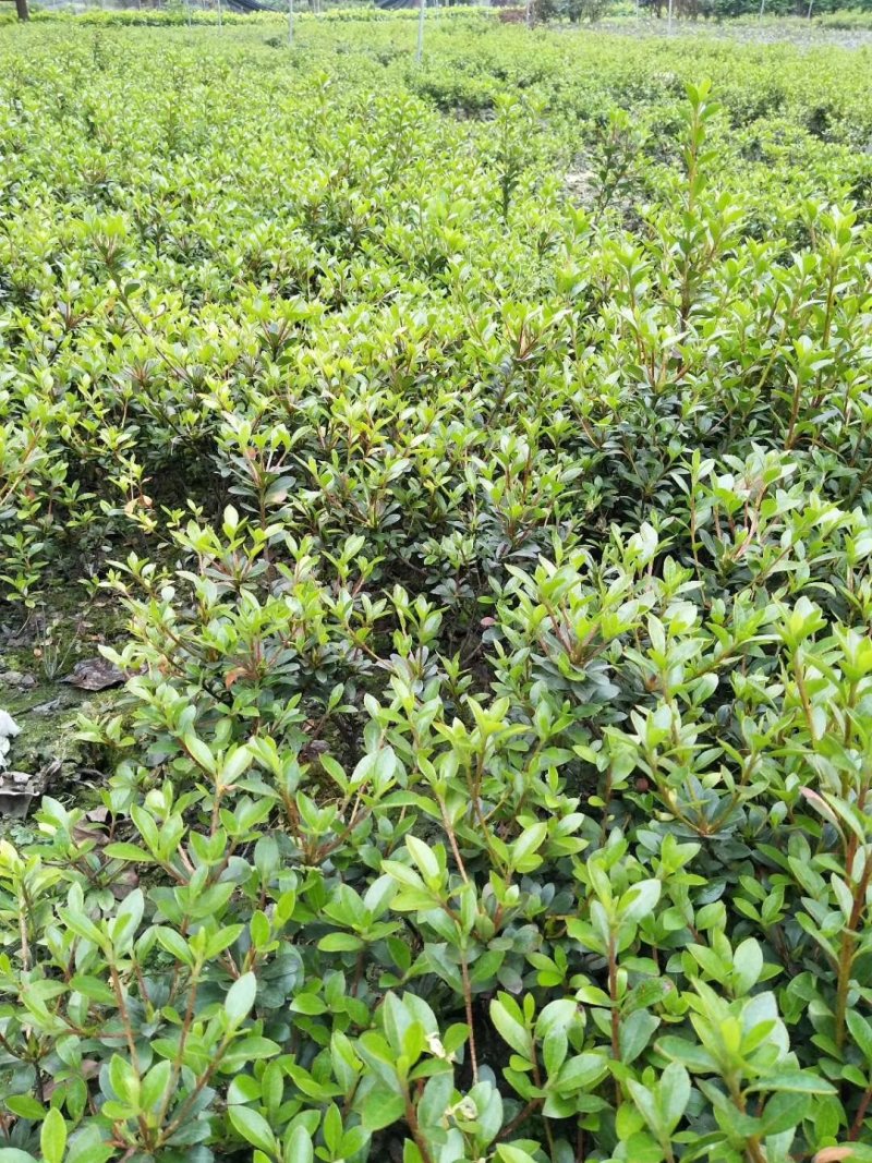 夏鹃，杜鹃花，四川夏鹃基地出售，成都夏鹃批发价格
