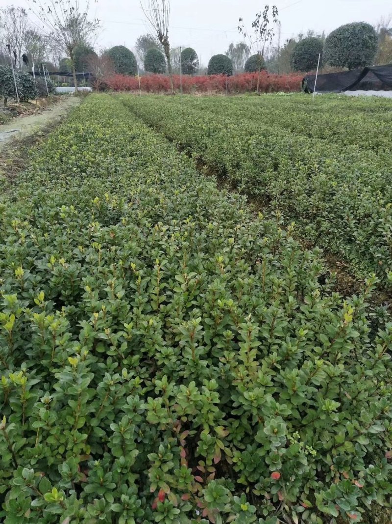 夏鹃，杜鹃花，四川夏鹃基地出售，成都夏鹃批发价格