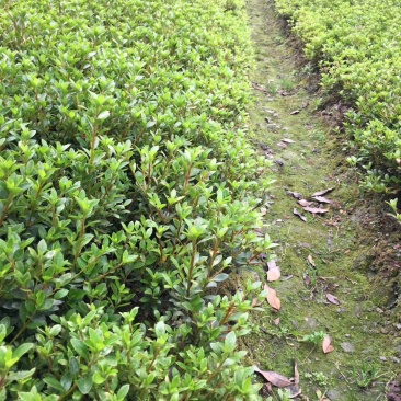 夏鹃，杜鹃花，四川夏鹃基地出售，成都夏鹃批发价格