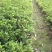 夏鹃，杜鹃花，四川夏鹃基地出售，成都夏鹃批发价格