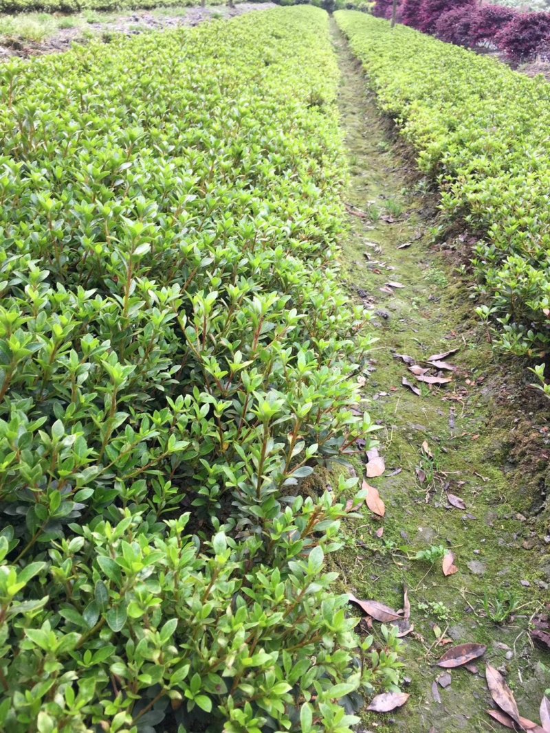 夏鹃，杜鹃花，四川夏鹃基地出售，成都夏鹃批发价格