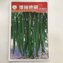 湖南兴蔬博辣艳丽辣椒种子批发基地合作社专用品种