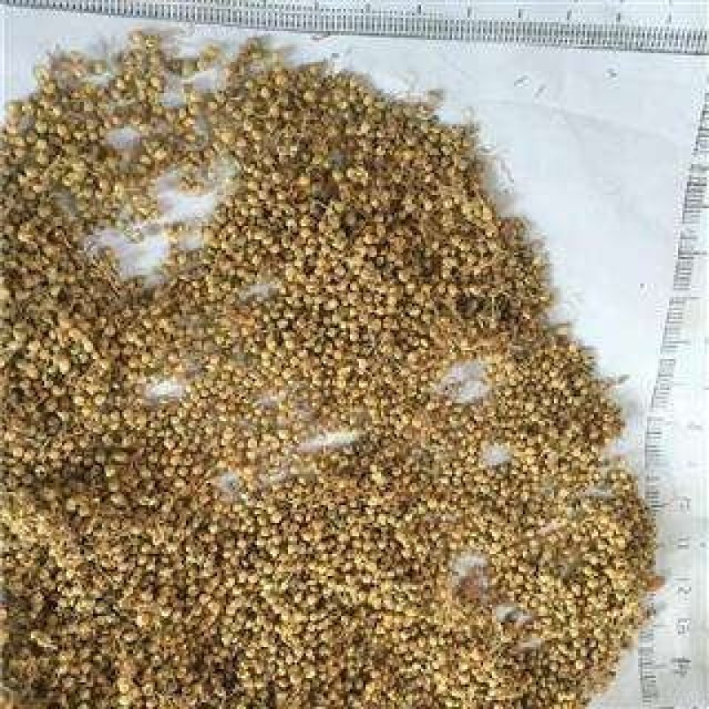 生谷芽包邮价粟芽、蘖米、谷蘖谷芽农家初选