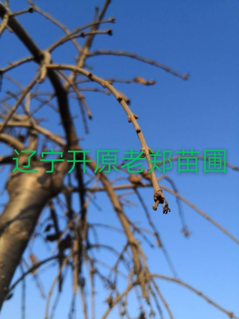 纯正垂枝丁香嫁接种条接穗圃地成品树欢迎前来看苗