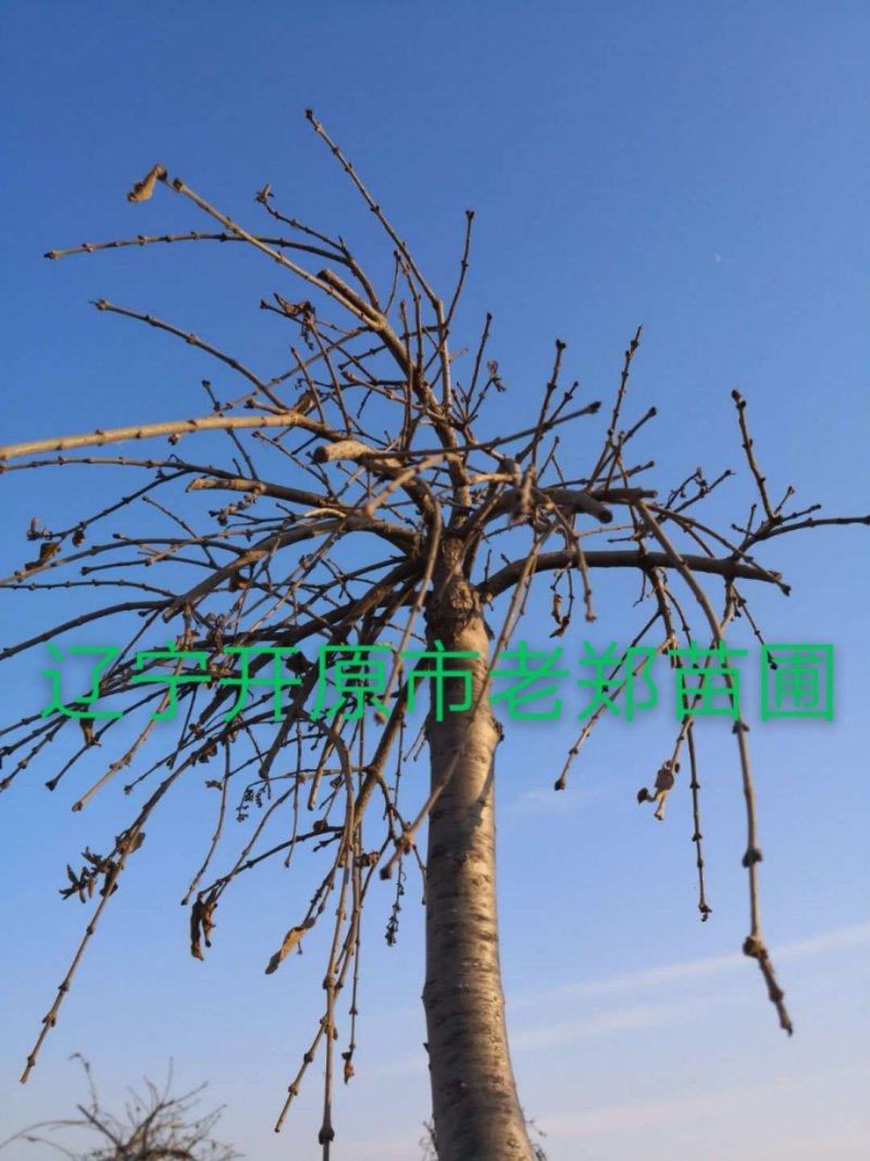 纯正垂枝丁香嫁接种条接穗圃地成品树欢迎前来看苗