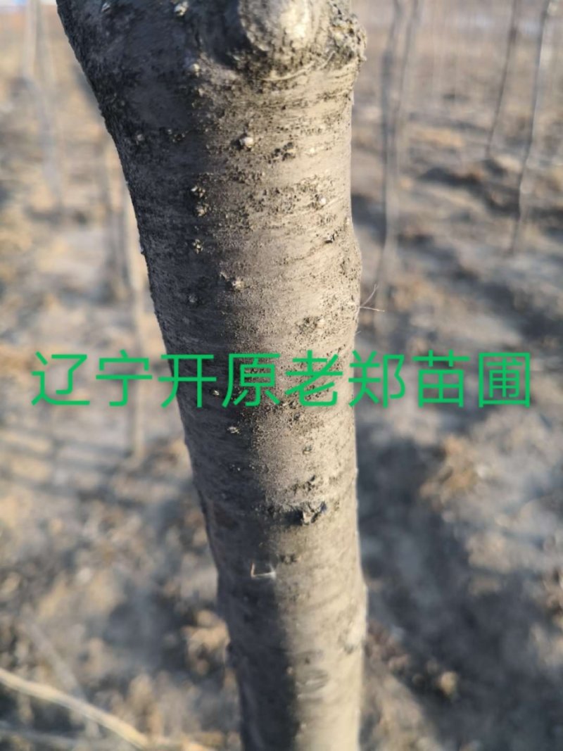 纯正垂枝丁香嫁接种条接穗圃地成品树欢迎前来看苗