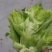 四川儿菜，基地直销，1000斤起批，品质保证！