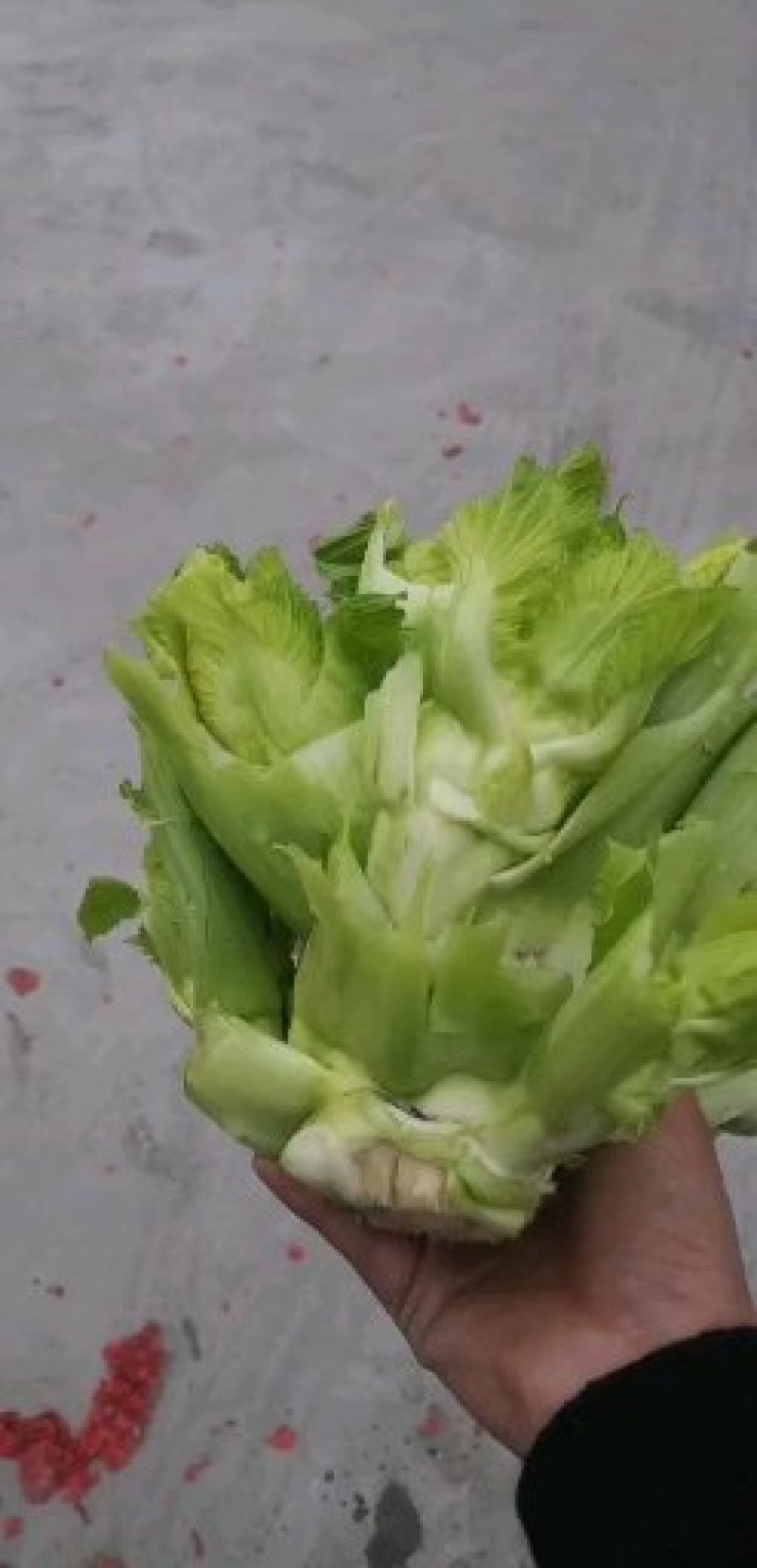 四川儿菜，基地直销，1000斤起批，品质保证！