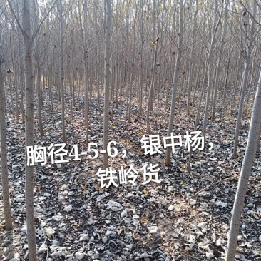 银中杨干跟旗杆一样直流物流便捷提供技术支持和售后