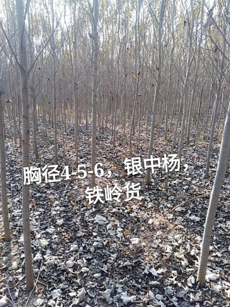 银中杨干跟旗杆一样直流物流便捷提供技术支持和售后