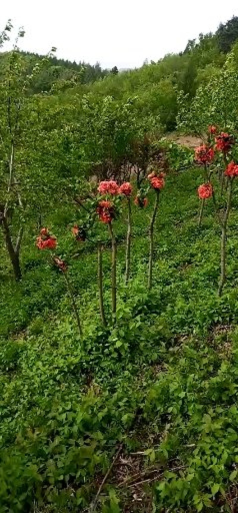 富贵王子海棠嫁接种条接穗富贵海棠树苗提供繁育技术