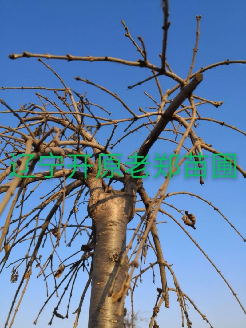 富贵王子海棠嫁接种条接穗富贵海棠树苗提供繁育技术