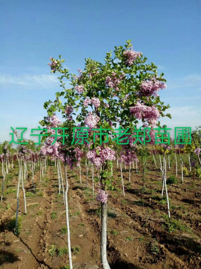 富贵王子海棠嫁接种条接穗富贵海棠树苗提供繁育技术