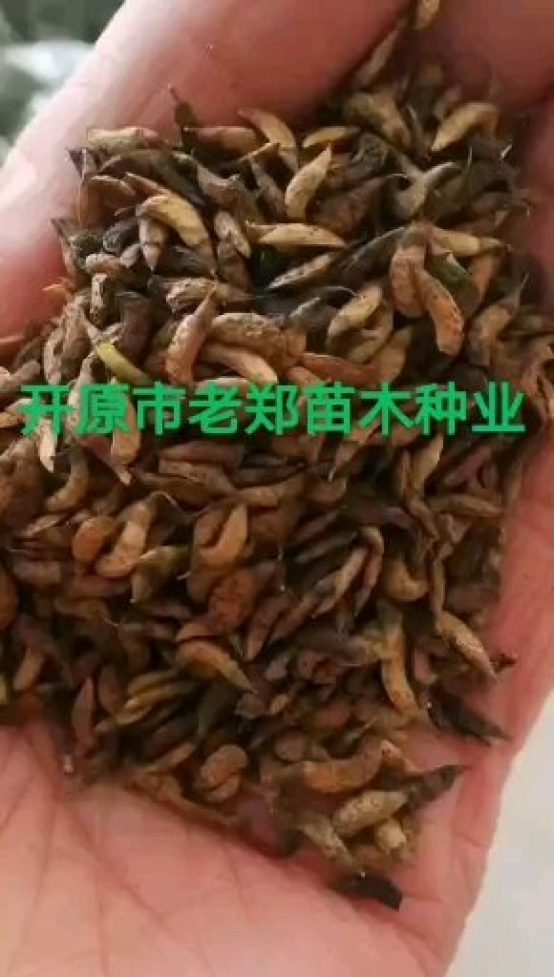 紫丁香种子.小叶丁香种子.暴马丁香种子
