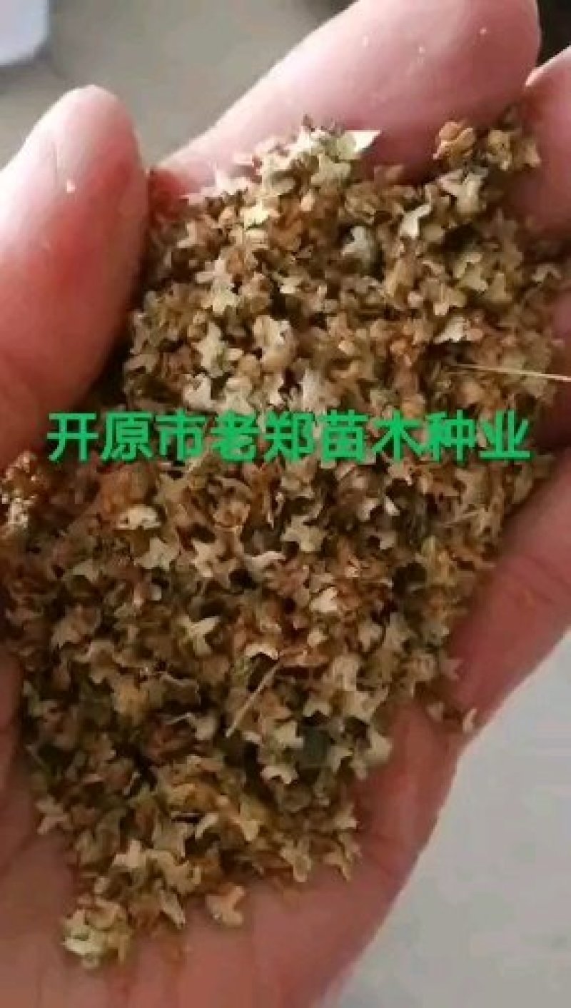 紫丁香种子.小叶丁香种子.暴马丁香种子