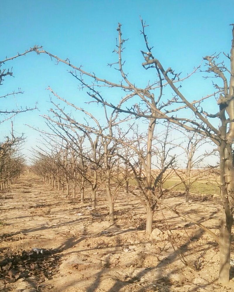 梨树