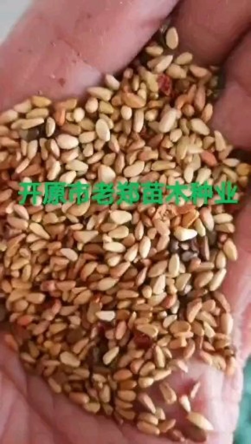 紫丁香种子实地种业欢迎前来实地看苗订购