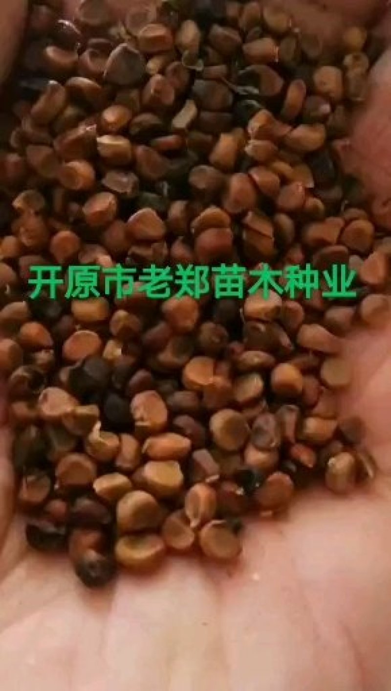 紫丁香种子实地种业欢迎前来实地看苗订购