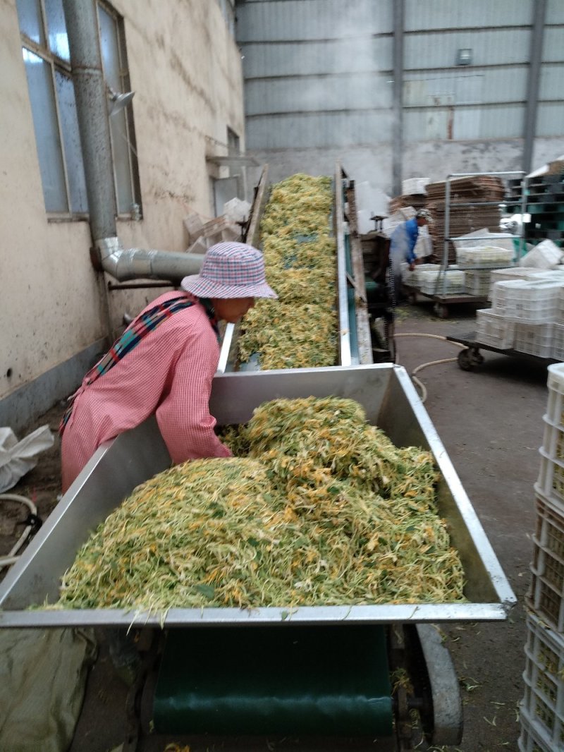 金银花，山东产地，一级好统货，无杂，无叶