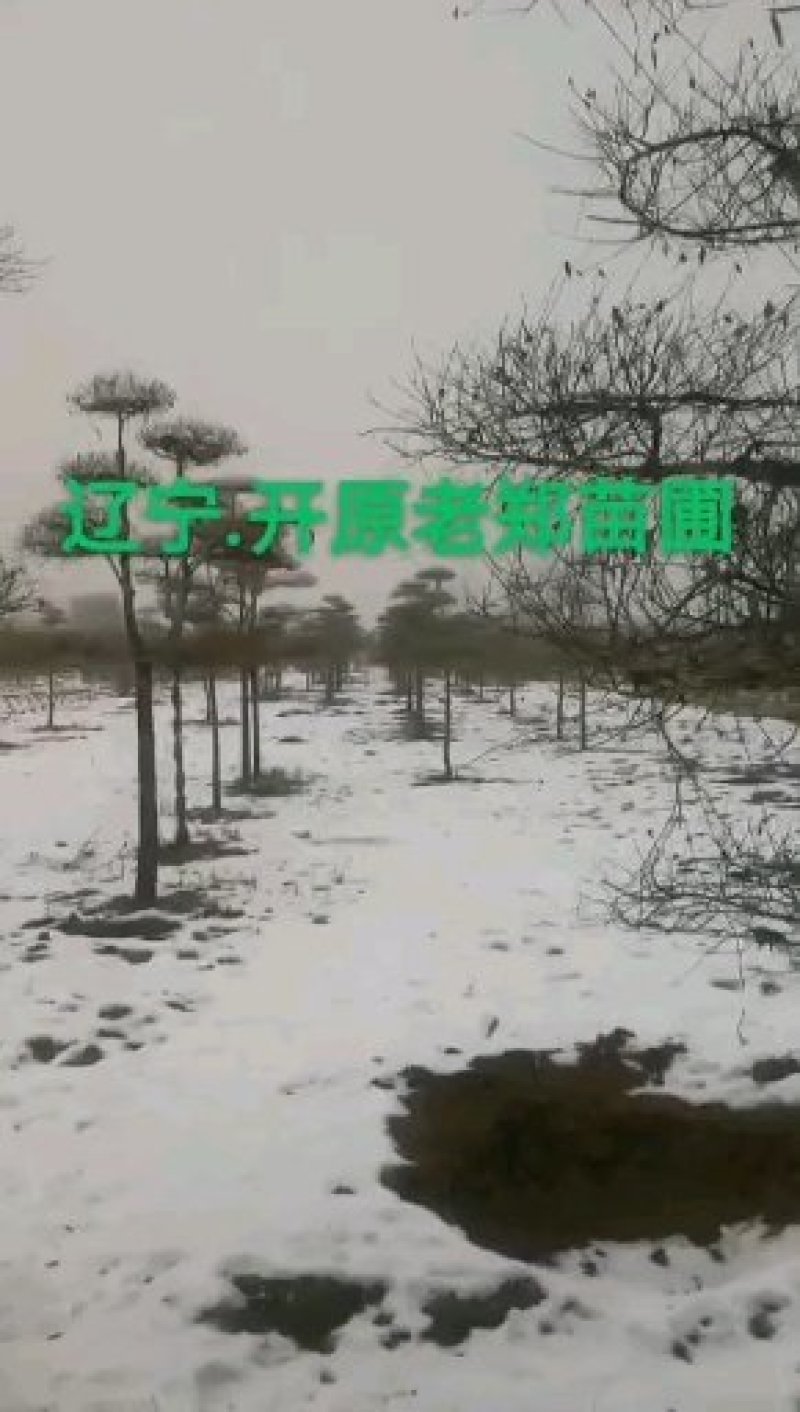 金叶榆造型树彩叶苗木景观树奇异造型树苗基地