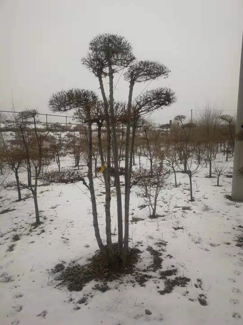金叶榆造型树彩叶苗木景观树奇异造型树苗基地