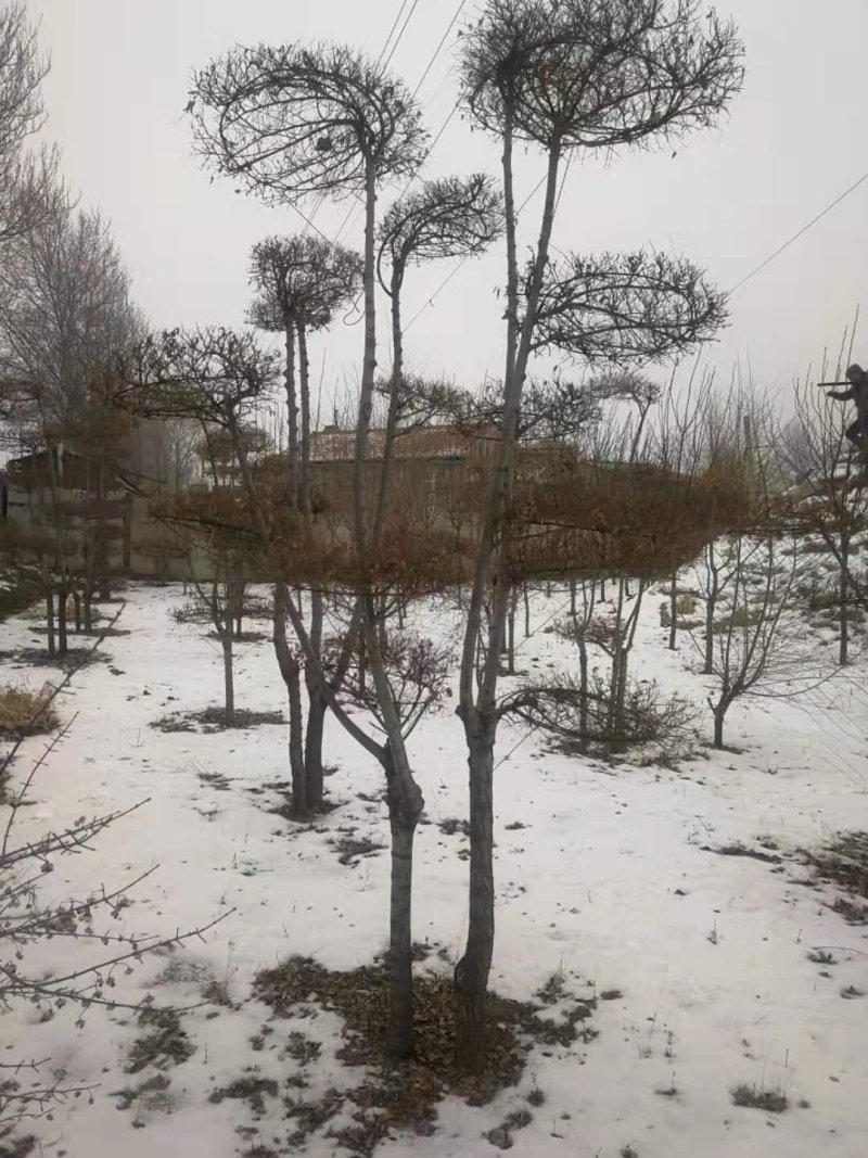 金叶榆造型树彩叶苗木景观树奇异造型树苗基地