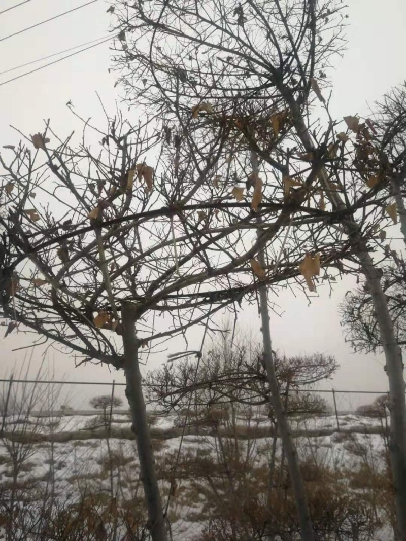 金叶榆造型树彩叶苗木景观树奇异造型树苗基地