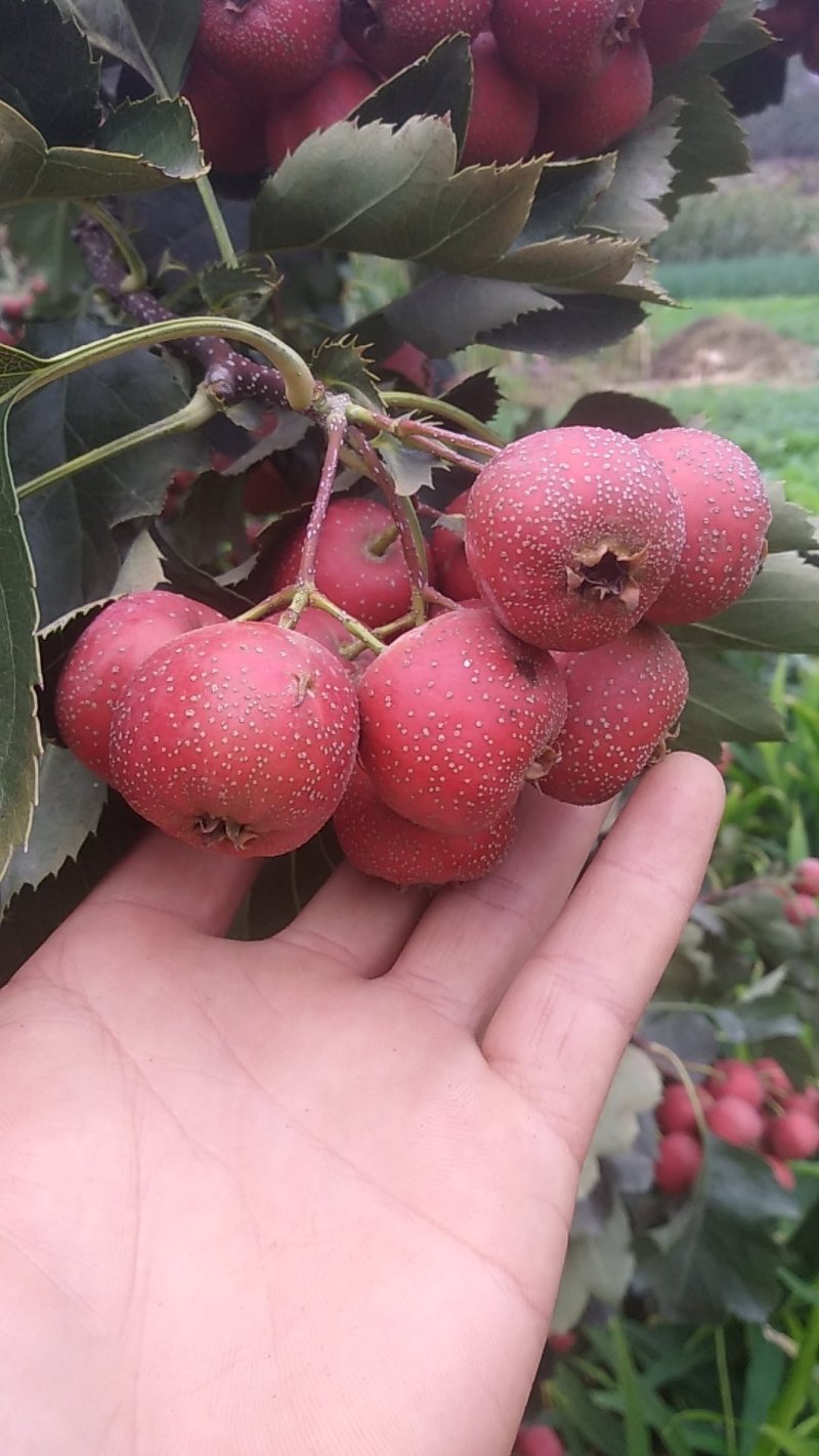 无核山楂干，色红，饮片货，