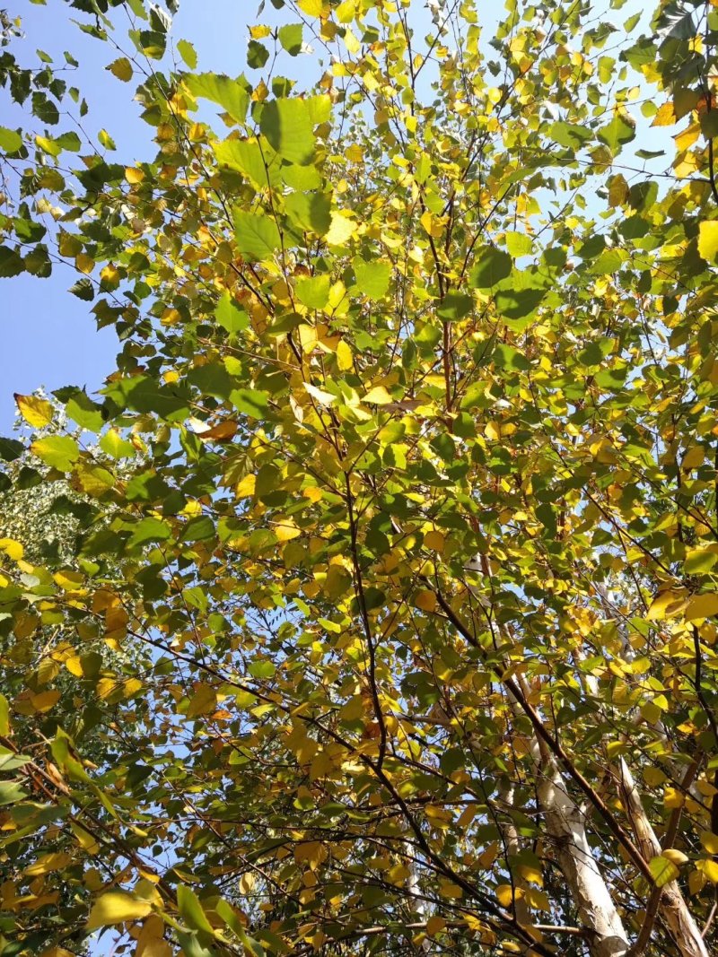 丛生白桦白桦树苗规格全价格合理东北桦树杆量大优惠