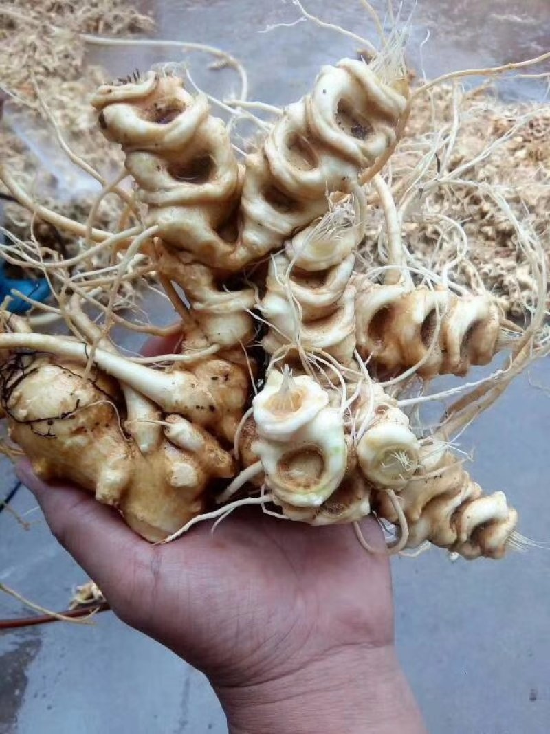 中药材，竹节参（白三七），大叶竹节参，大块茎，干度合格