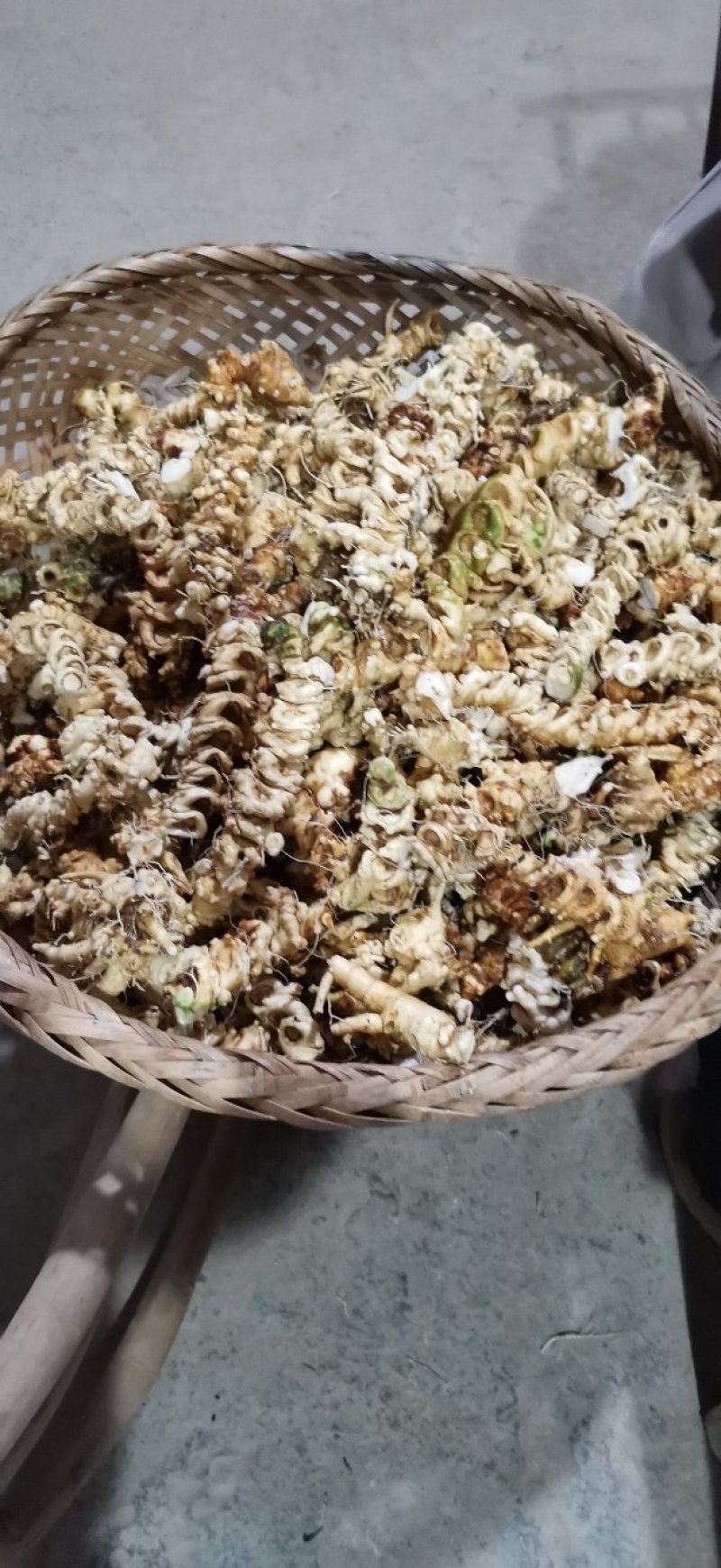 中药材，竹节参（白三七），大叶竹节参，大块茎，干度合格