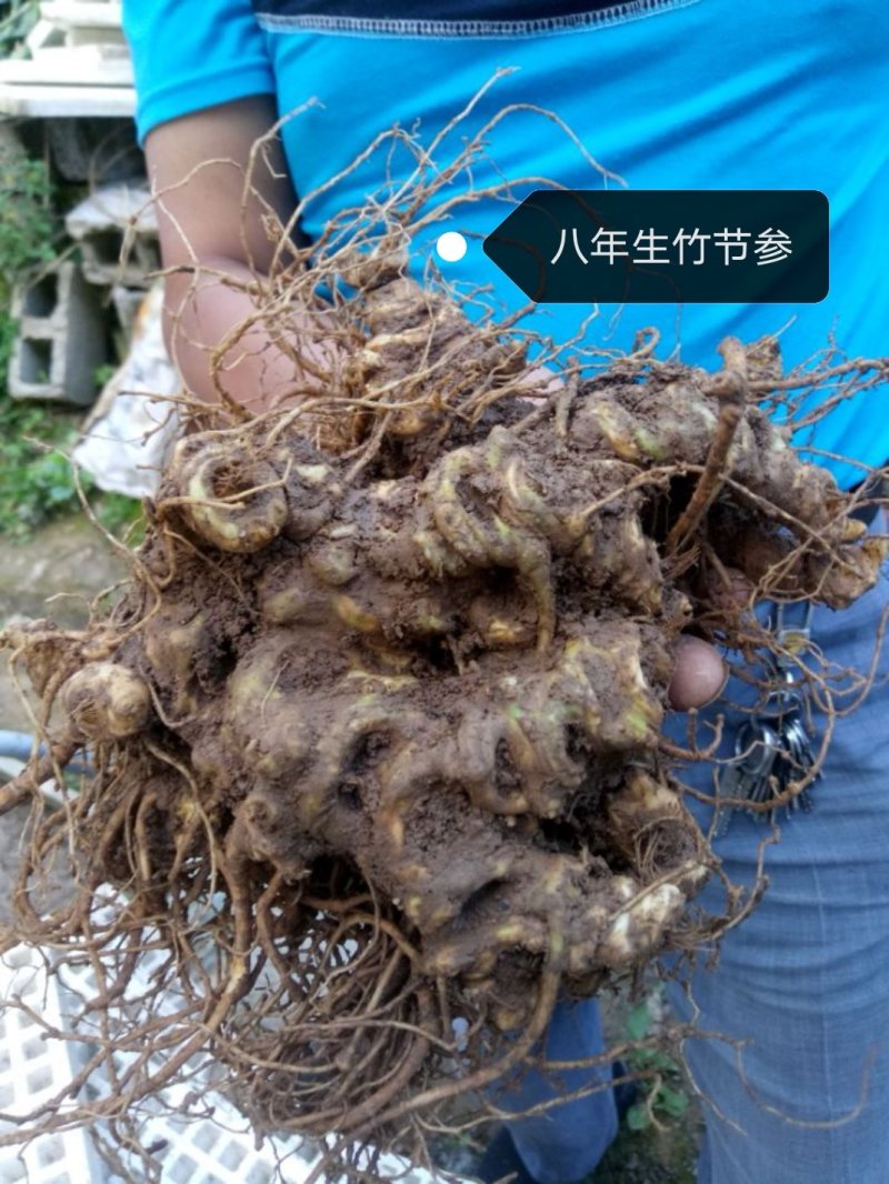 中药材，竹节参（白三七），大叶竹节参，大块茎，干度合格