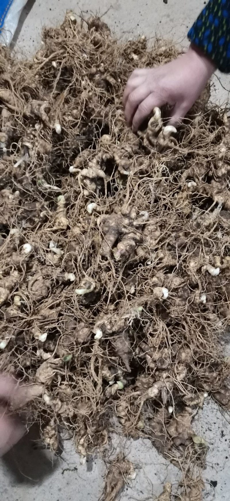 中药材，竹节参（白三七），大叶竹节参，大块茎，干度合格