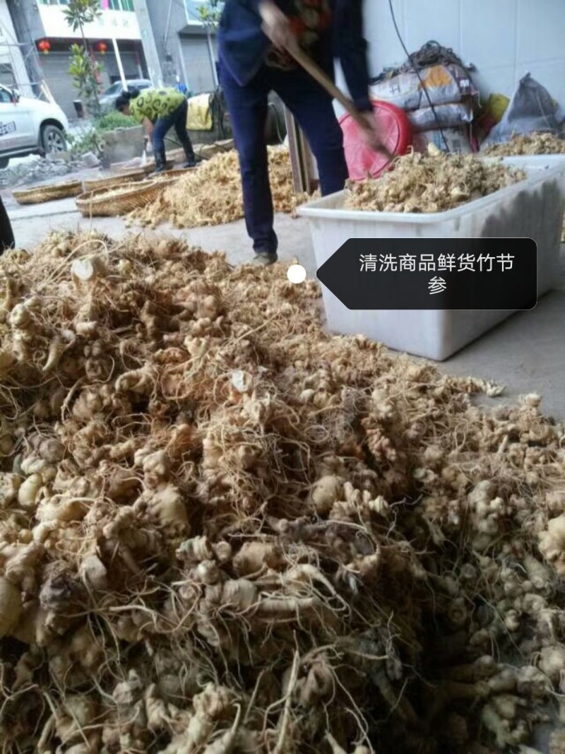 中药材，竹节参（白三七），大叶竹节参，大块茎，干度合格