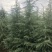 【优质】雪松8-20公分,成活率高,欢迎选购!